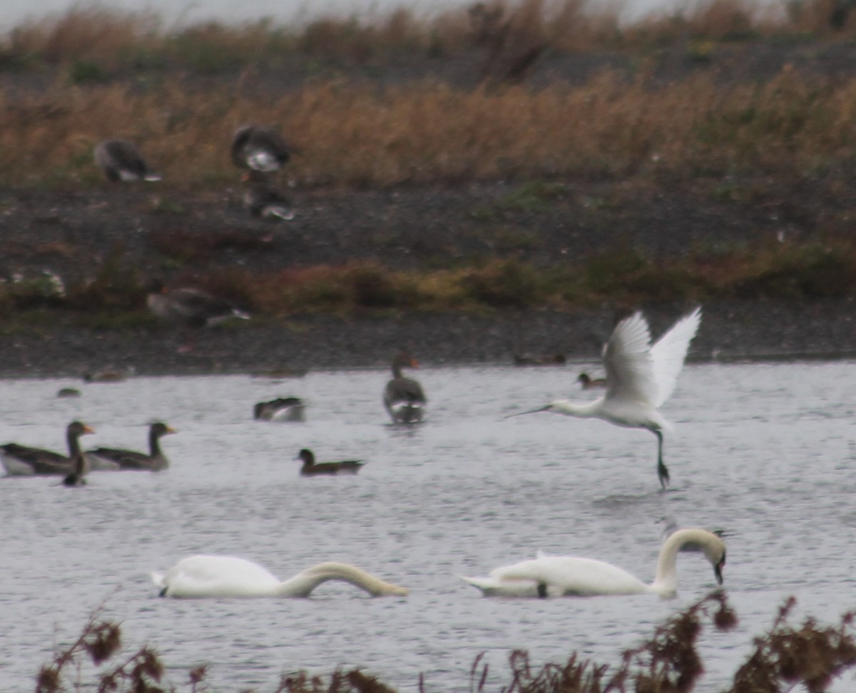 Eurasian Spoonbill - ML643087642