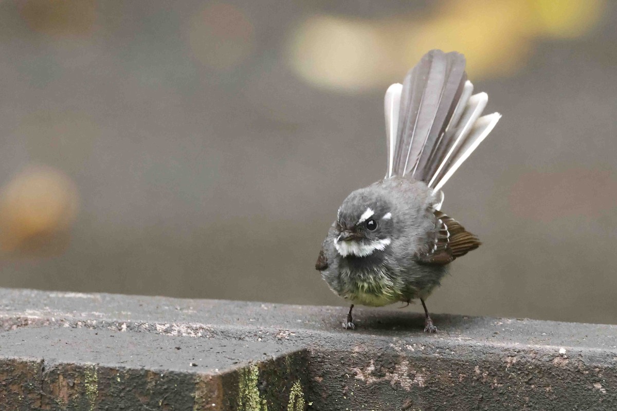 Gray Fantail - ML643087645