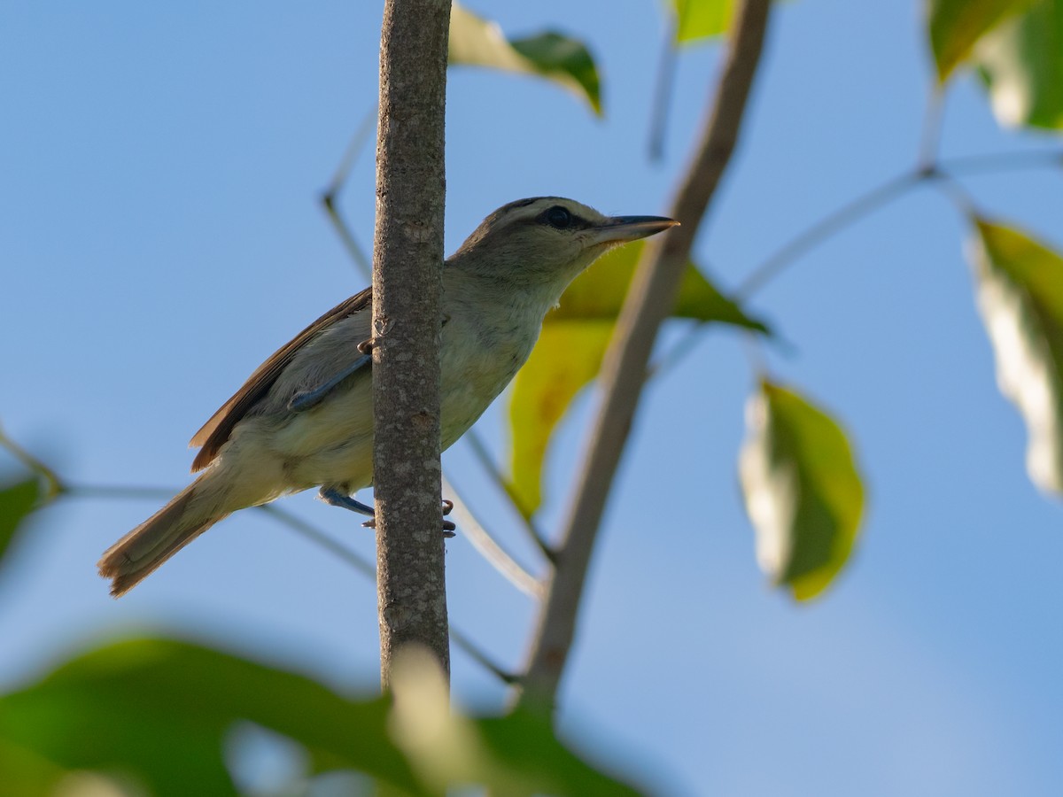 Red-eyed Vireo - ML643087652