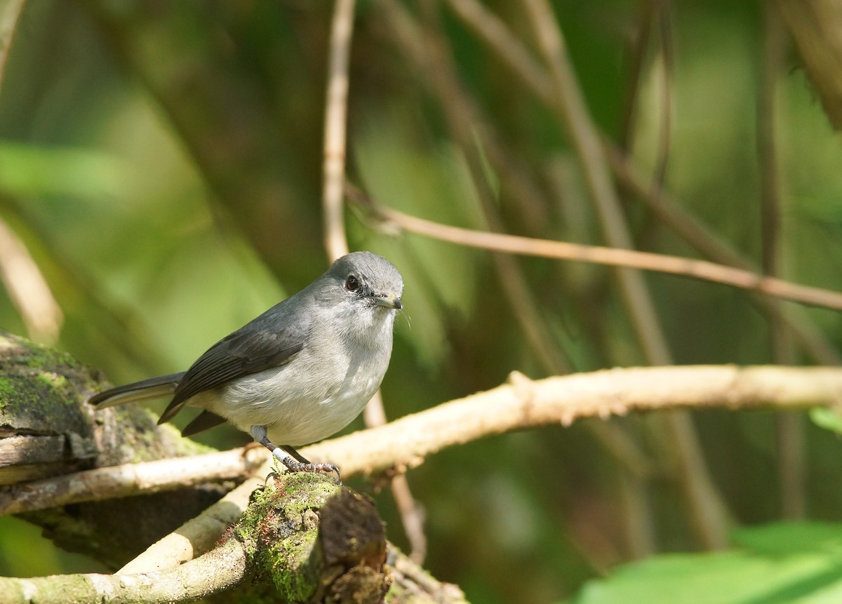 White-eyed Slaty-Flycatcher - ML643087653