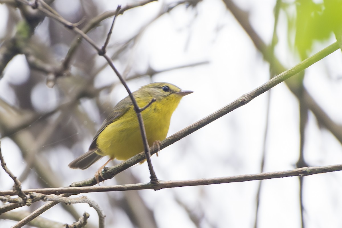 Golden-crowned Warbler - ML643087661