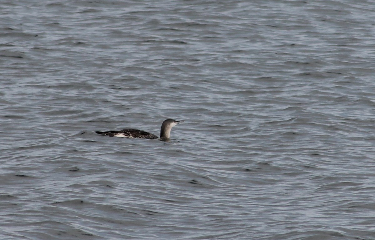 Red-throated Loon - ML643087662