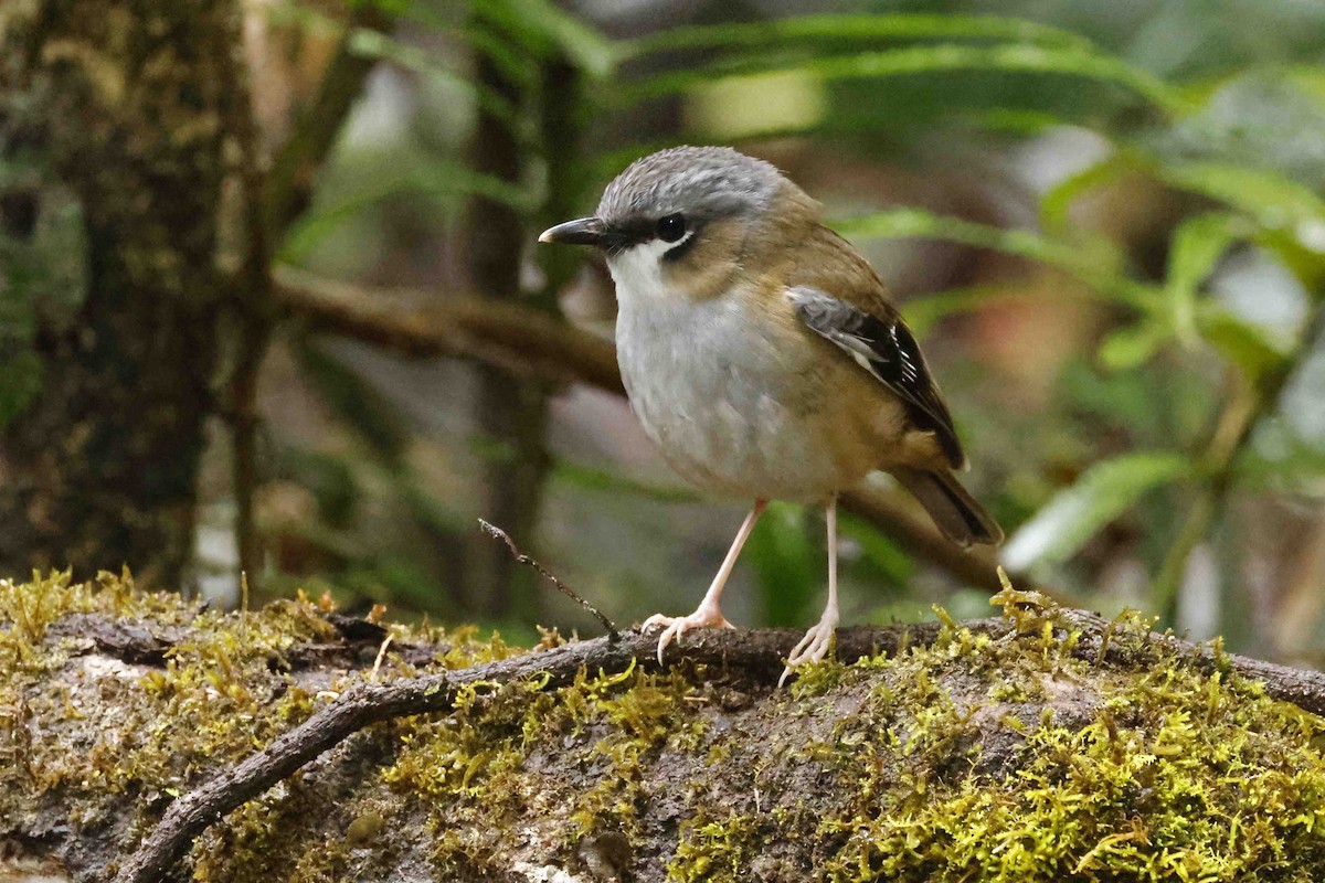 Gray-headed Robin - ML643087670