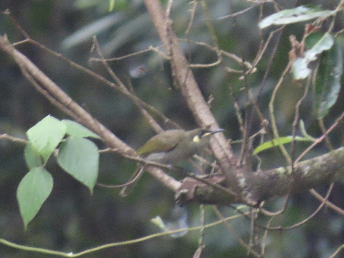 Yellow-spotted Honeyeater - ML643087686