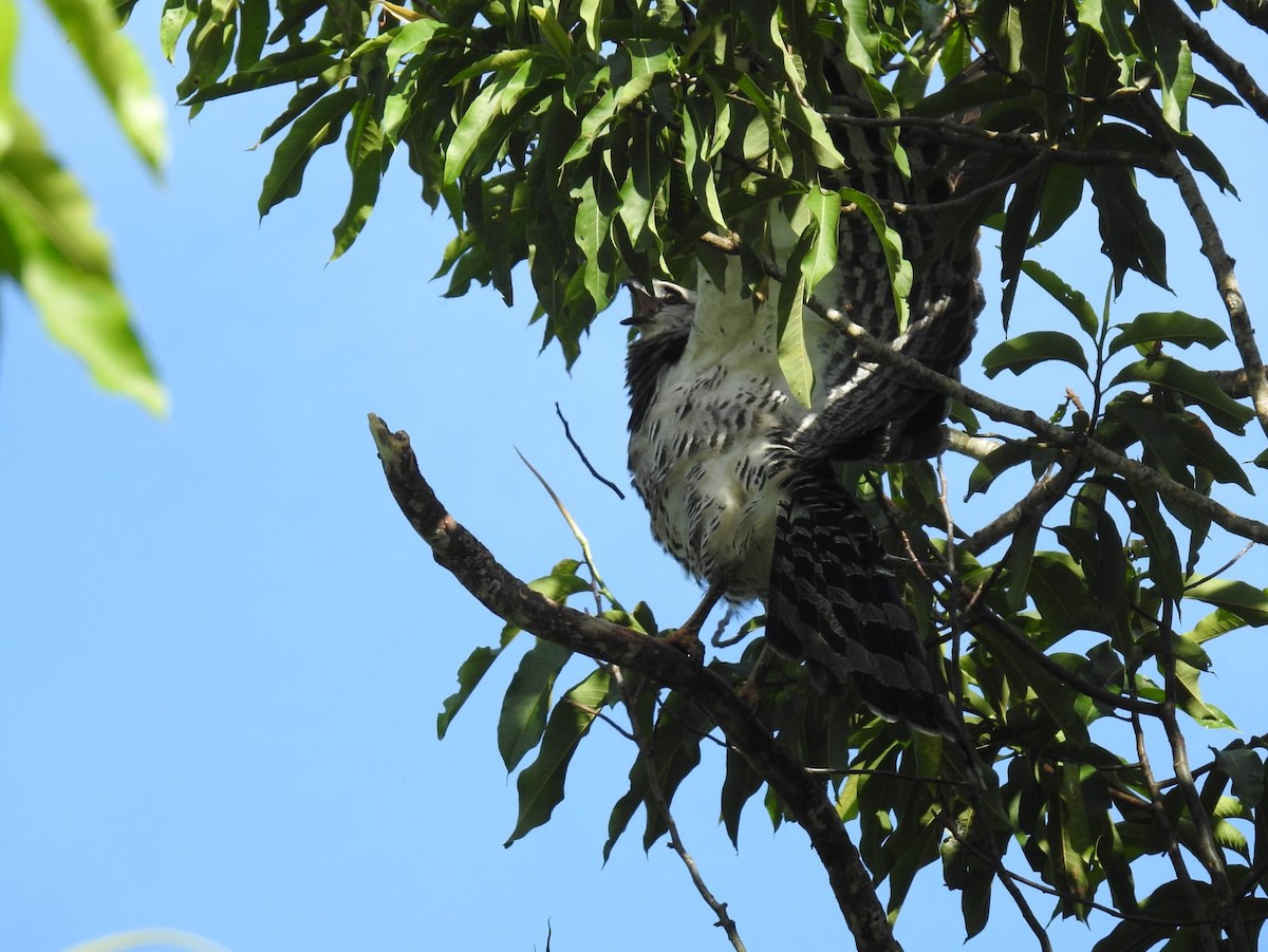 Crested Eagle - ML643087689