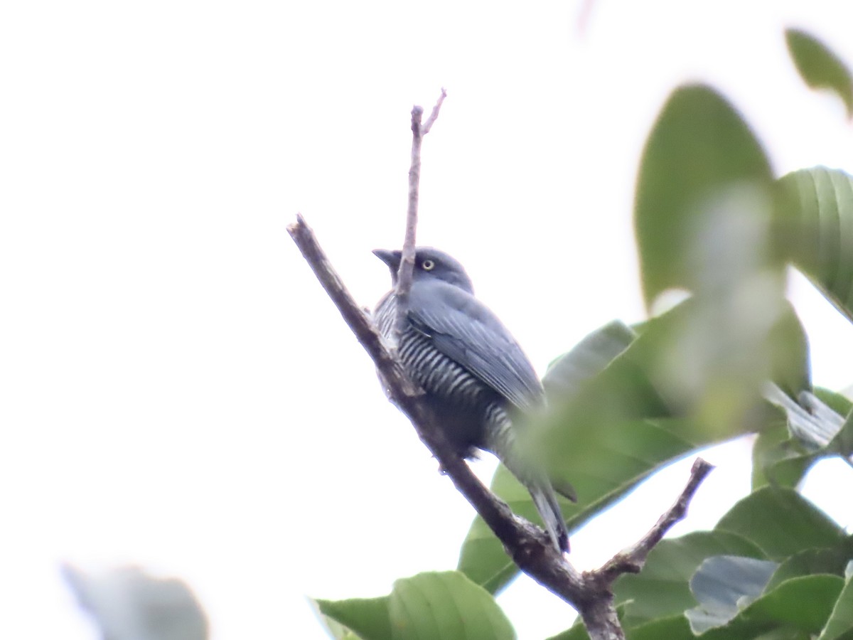 Barred Cuckooshrike - ML643087692