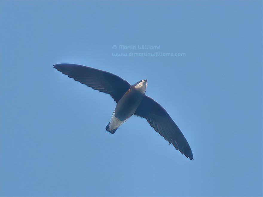 White-throated Needletail - ML643087695