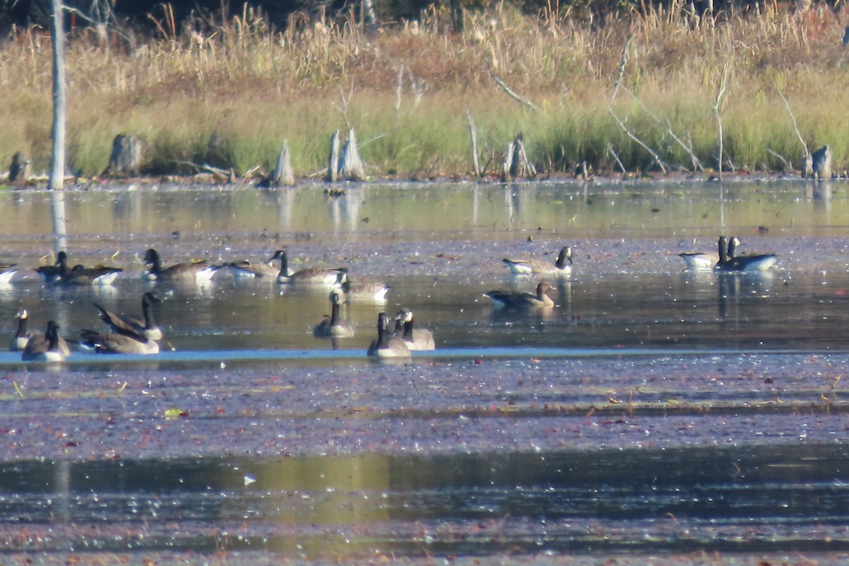 Pink-footed Goose - ML643087703