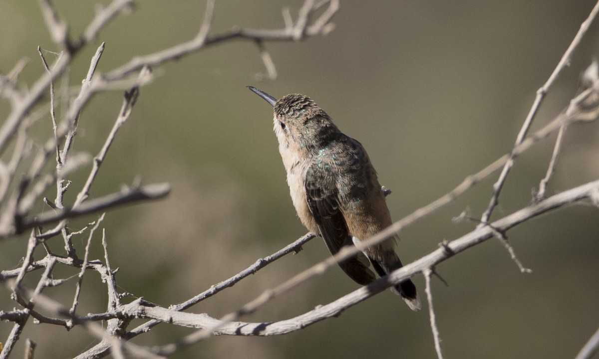 Purple-collared Woodstar - Brian Sullivan