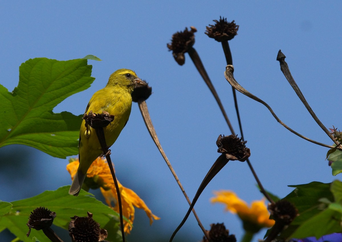 Western Citril - ML643087723