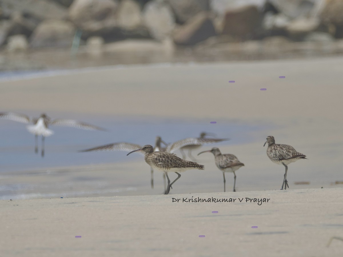 koliha malá - ML643087748