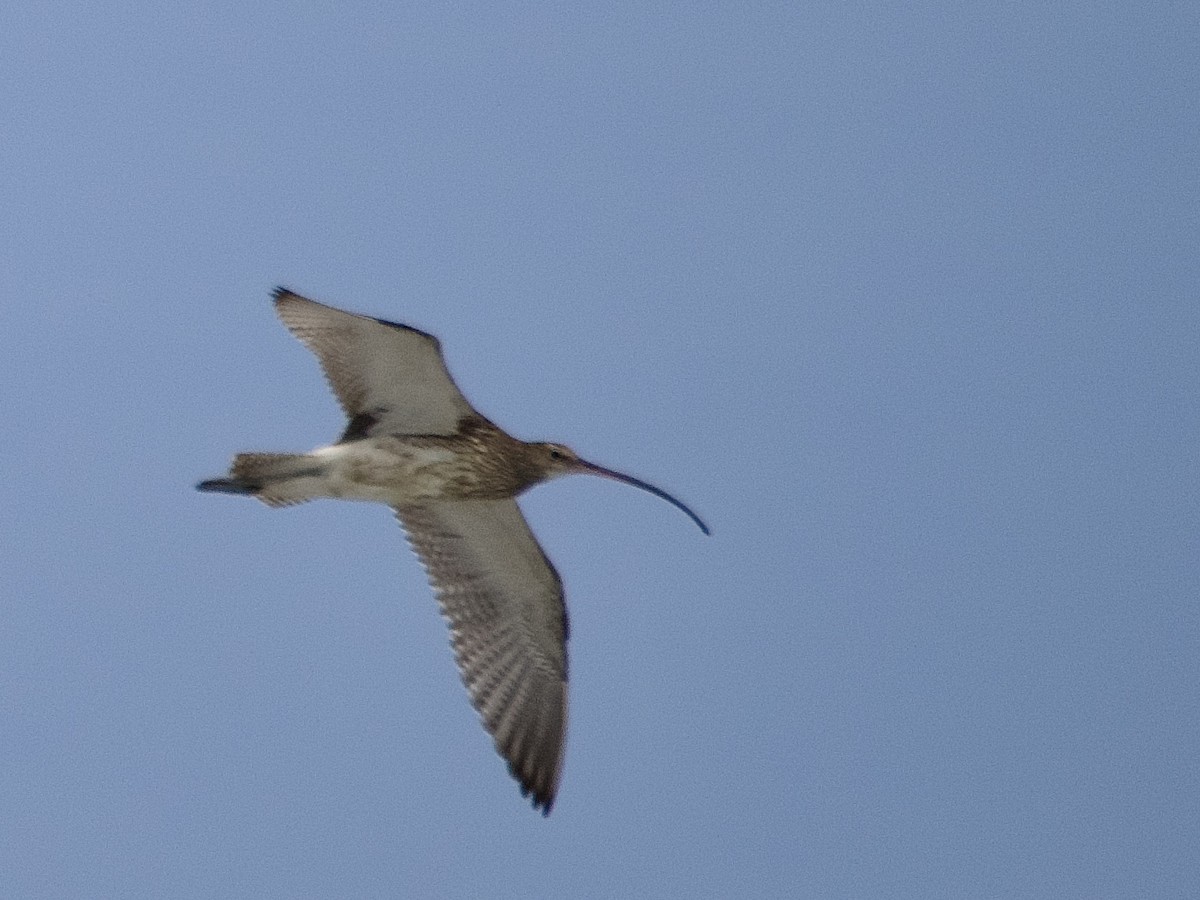 koliha velká - ML643087758