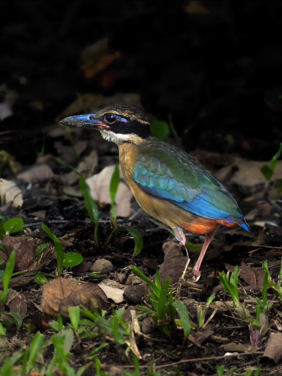 Mangrove Pitta - ML643087761