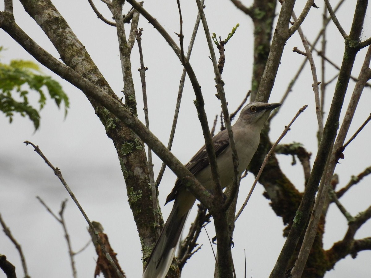 Tropical Mockingbird - ML643087762