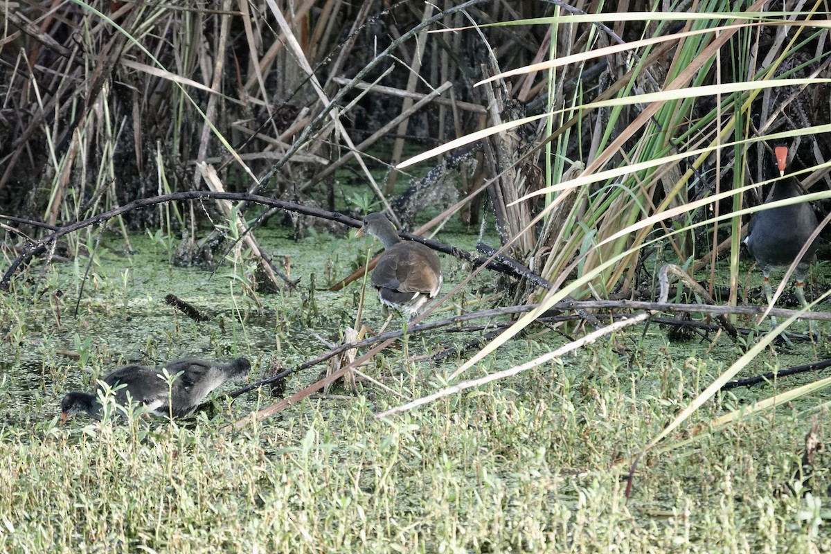Common Gallinule - ML643087765