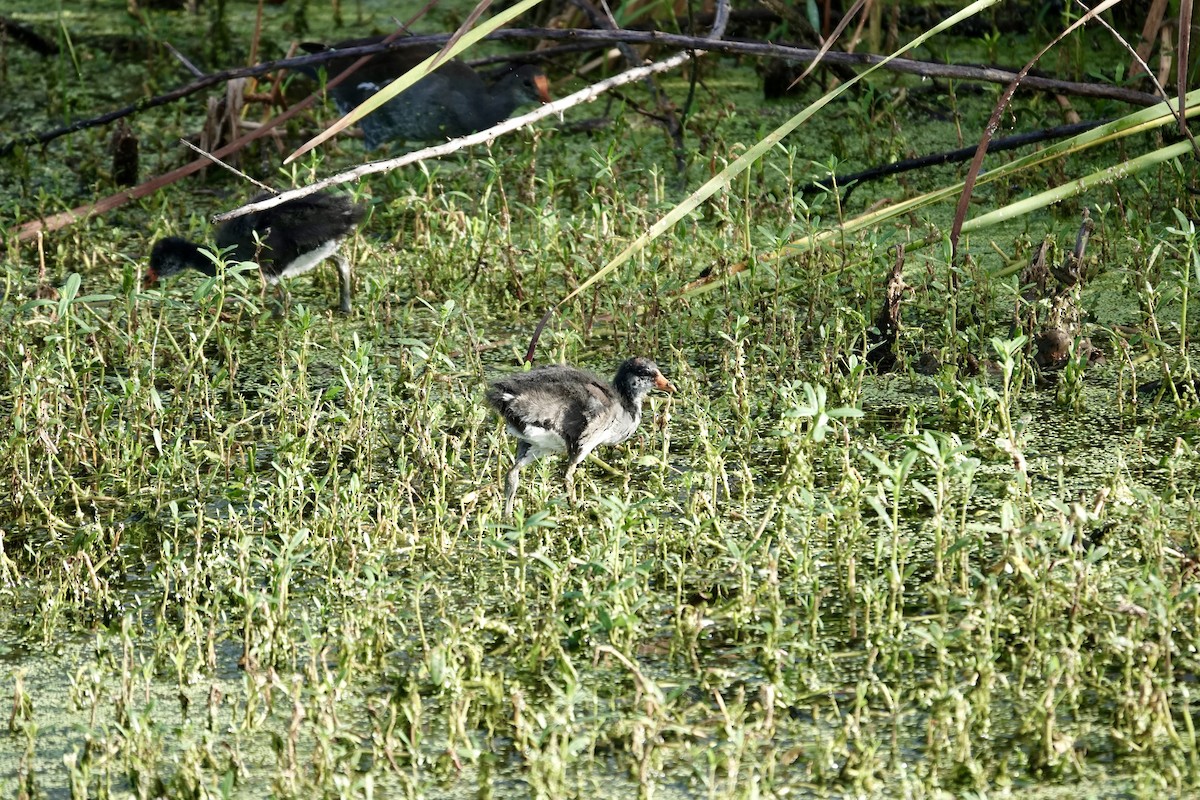Common Gallinule - ML643087766