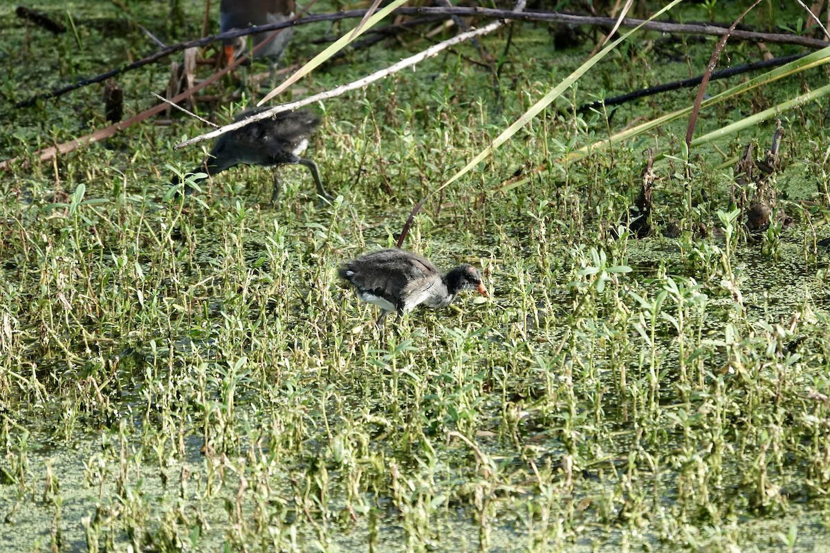 Common Gallinule - ML643087767