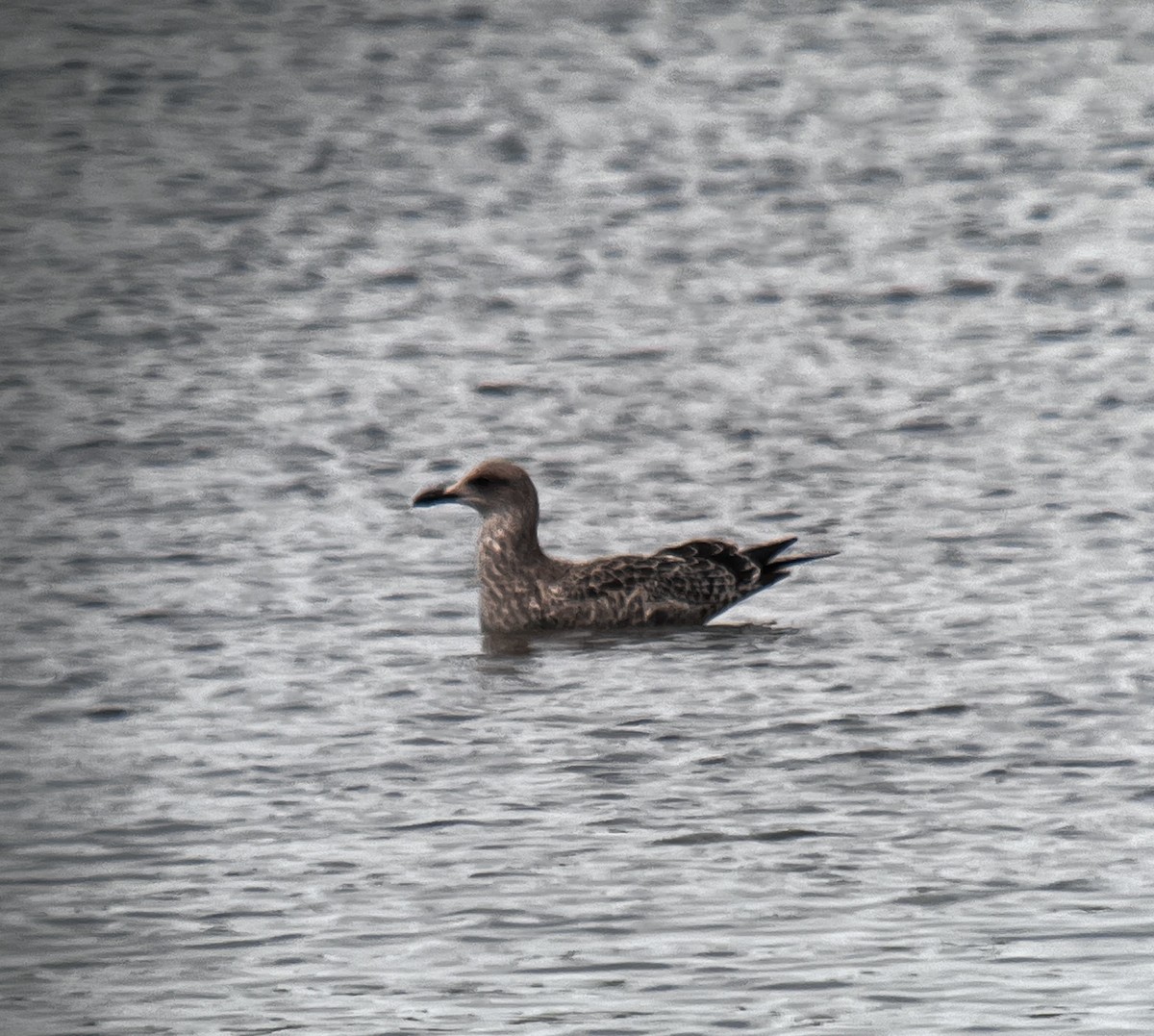 American Herring Gull - ML643087768