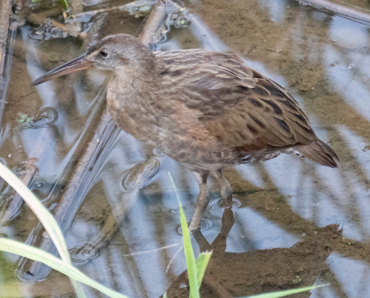 Clapper Rail - ML643087769