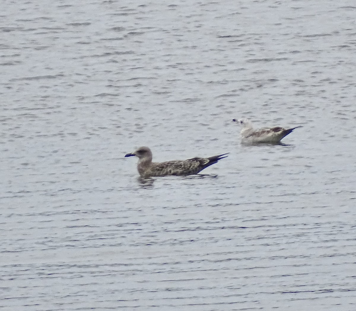 American Herring Gull - ML643087783