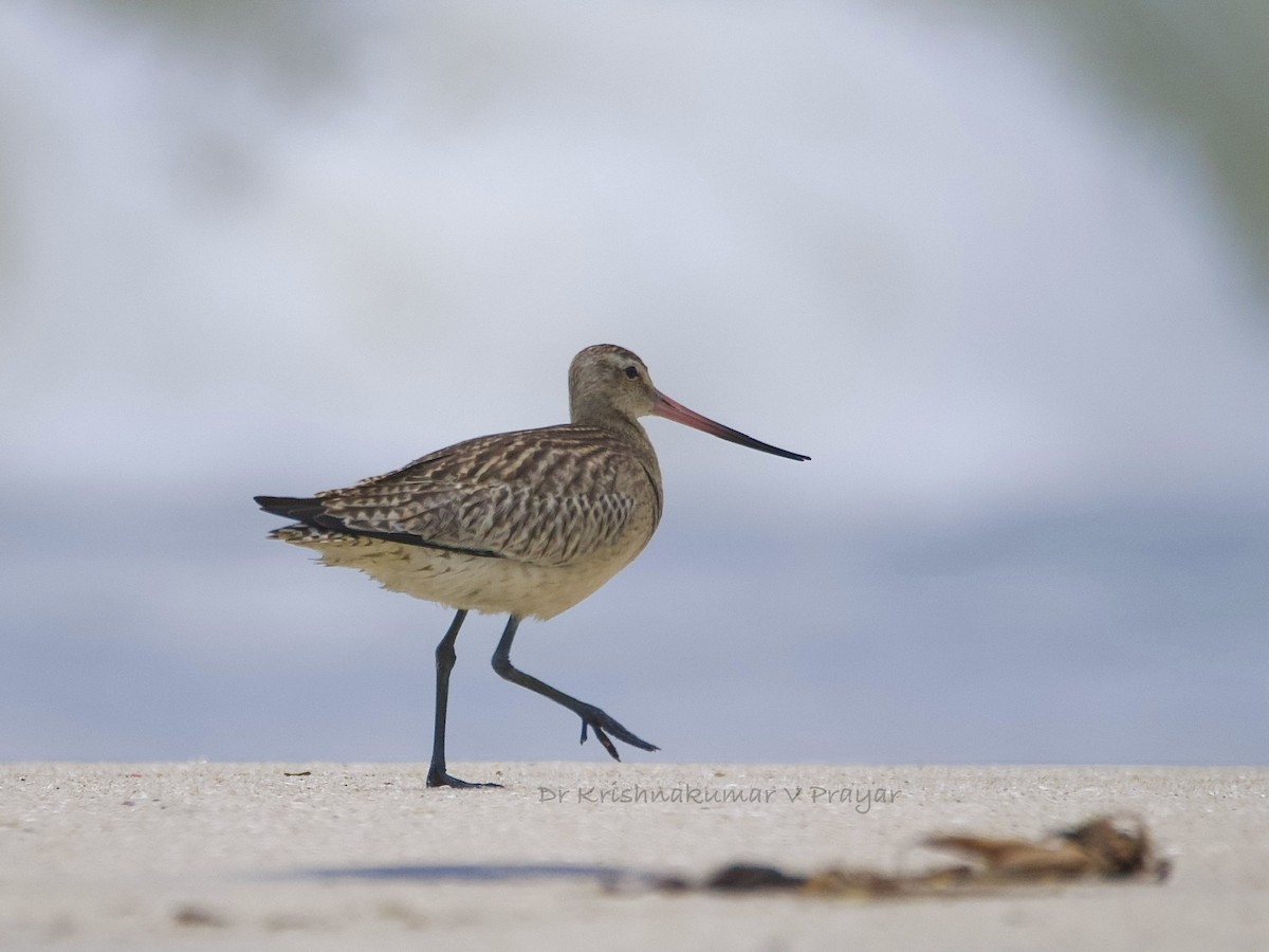 břehouš rudý - ML643087784