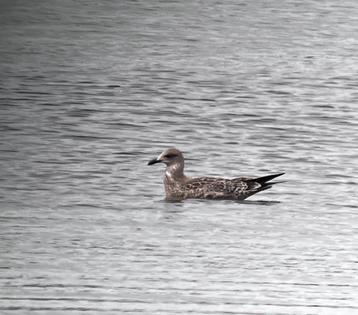 American Herring Gull - ML643087785