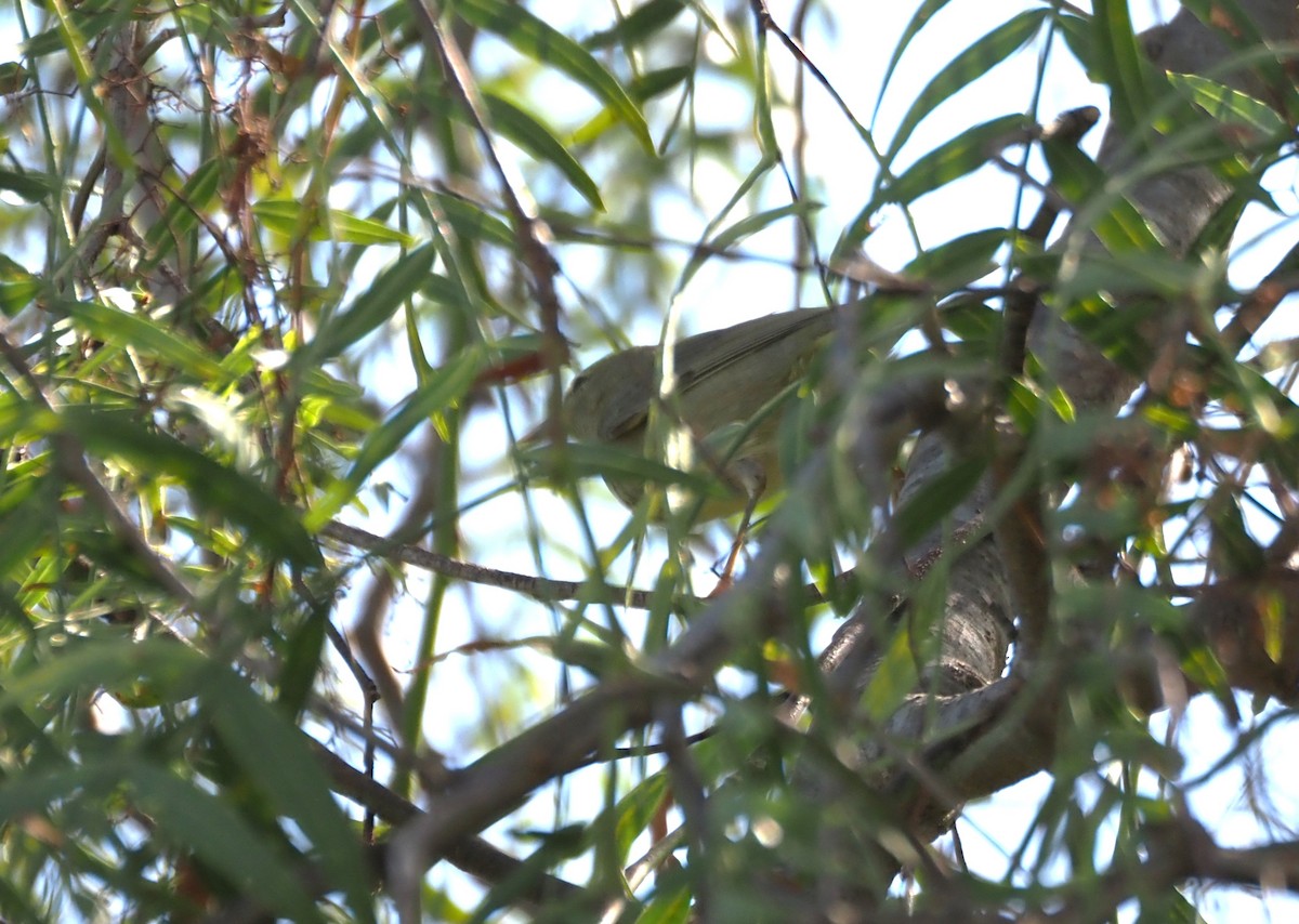 Orange-crowned Warbler - Uma Sachdeva