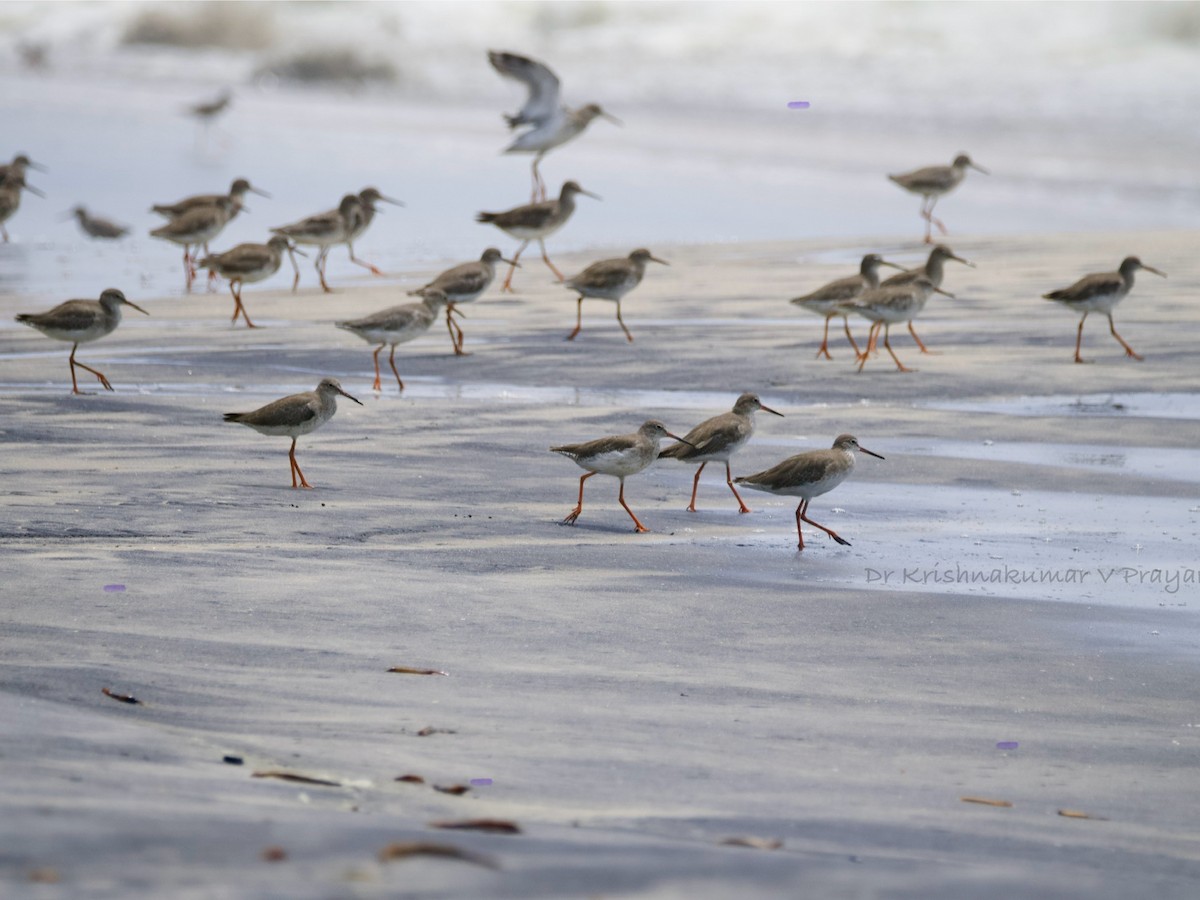 vodouš rudonohý - ML643087792