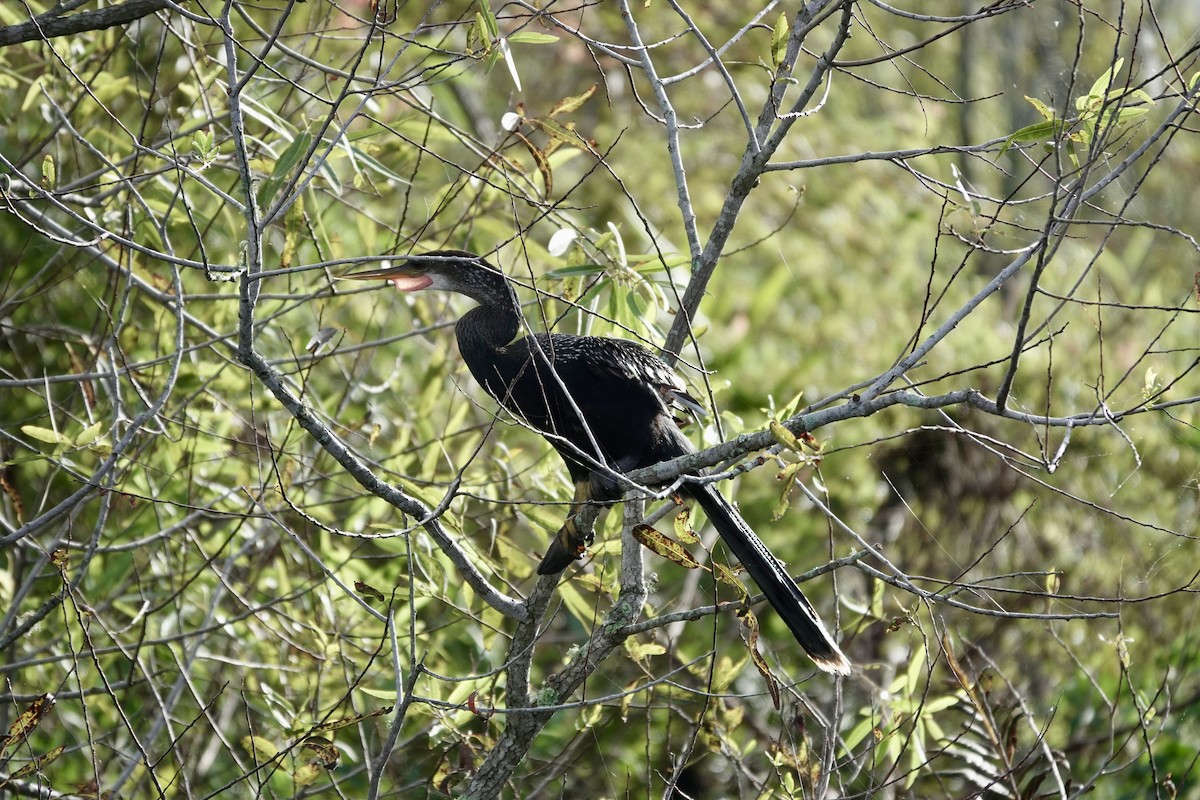 Anhinga - ML643087795