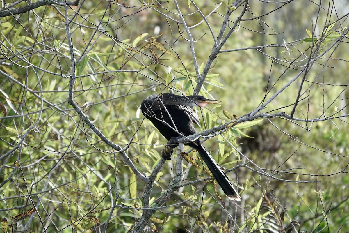 Anhinga - ML643087796