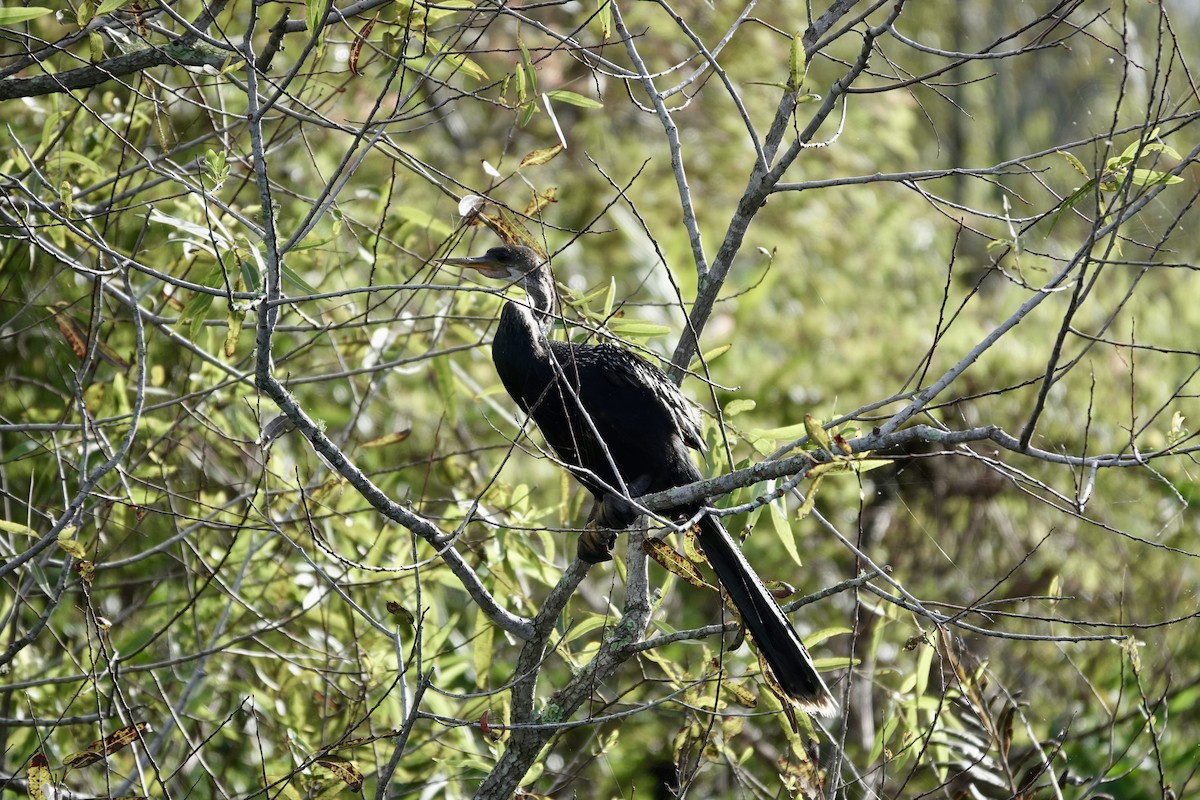 Anhinga - ML643087797