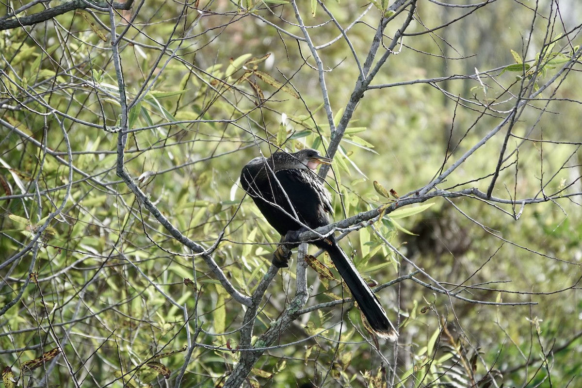 Anhinga - ML643087798