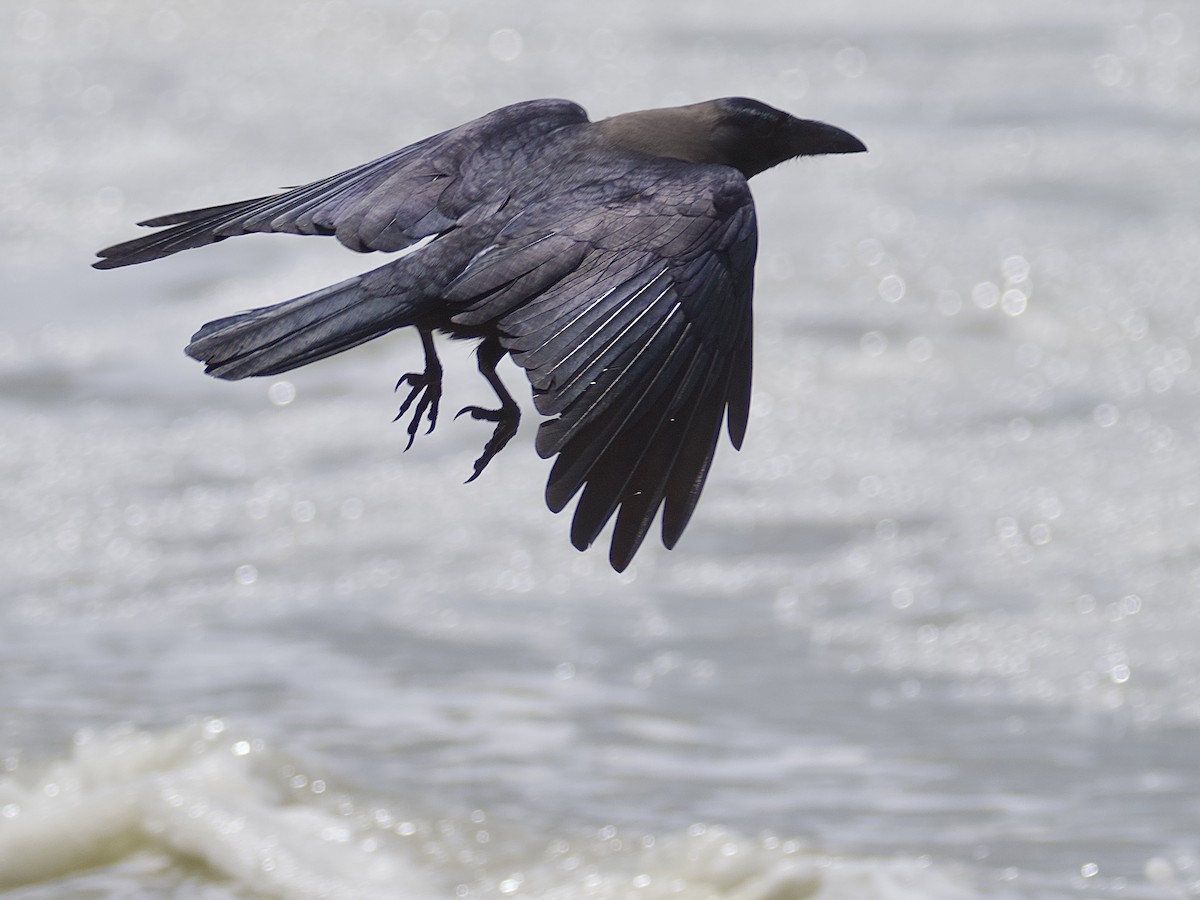 vrána domácí - ML643087807