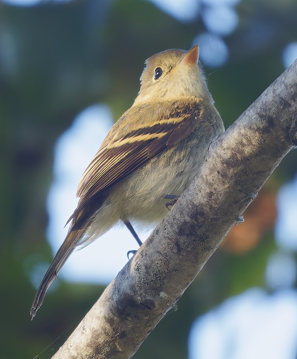 Western Flycatcher - ML643087808