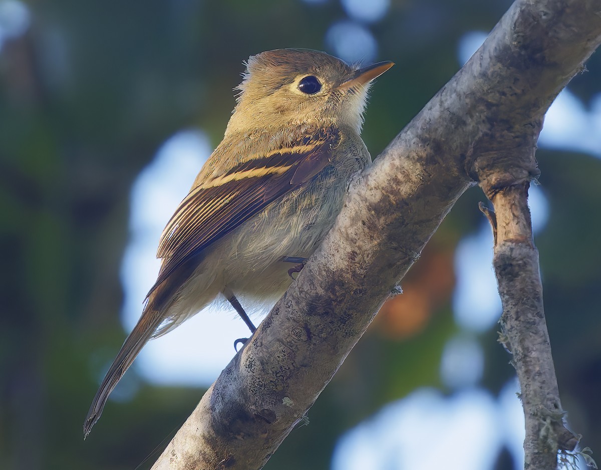 Western Flycatcher - ML643087809