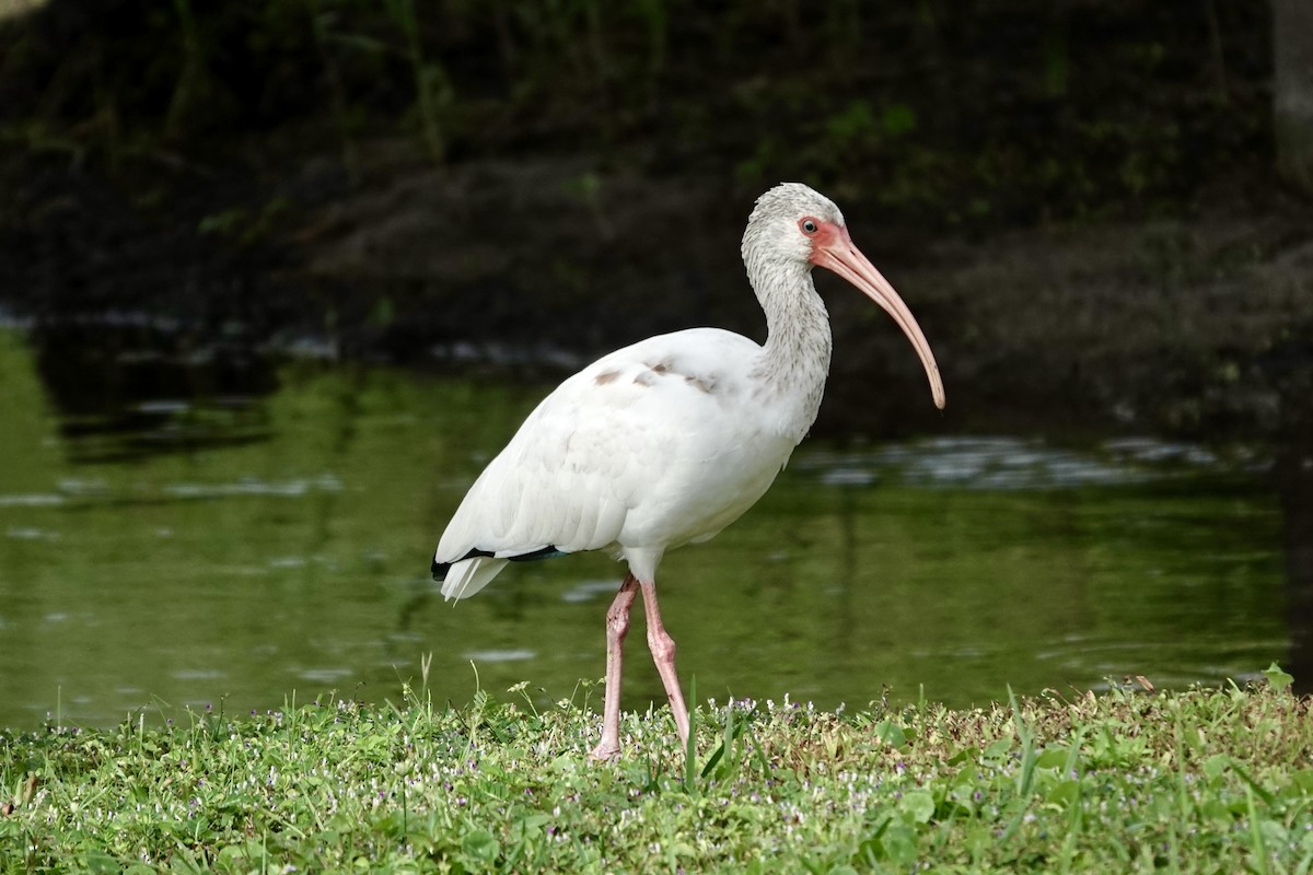 White Ibis - ML643087813