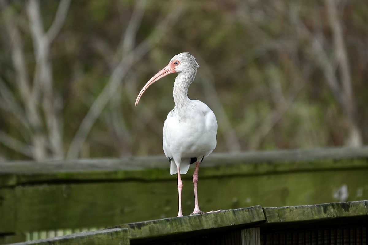 White Ibis - ML643087814
