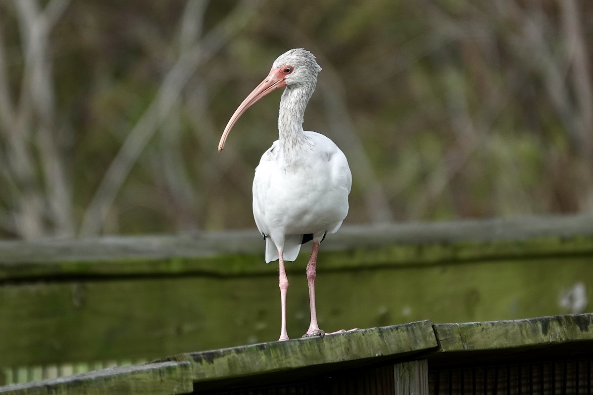 White Ibis - ML643087815