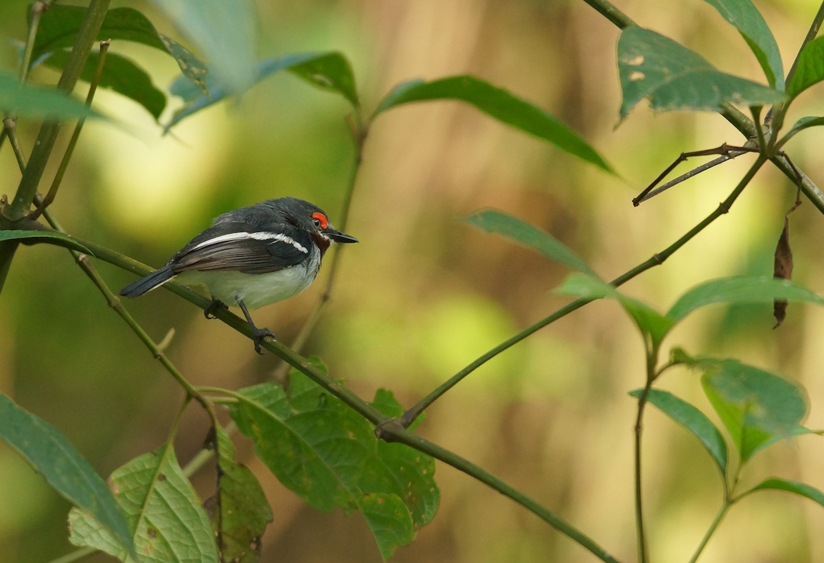 Brown-throated Wattle-eye - ML643087823