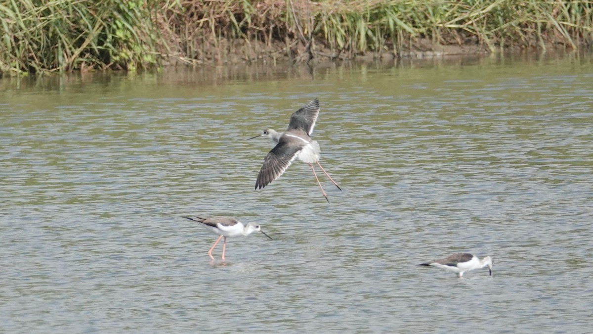 Black-winged Stilt - ML643087831