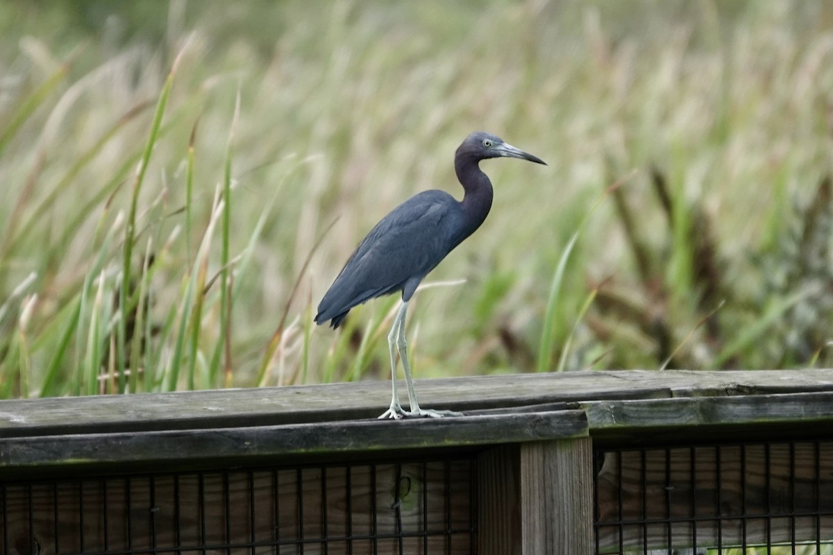 Little Blue Heron - ML643087834