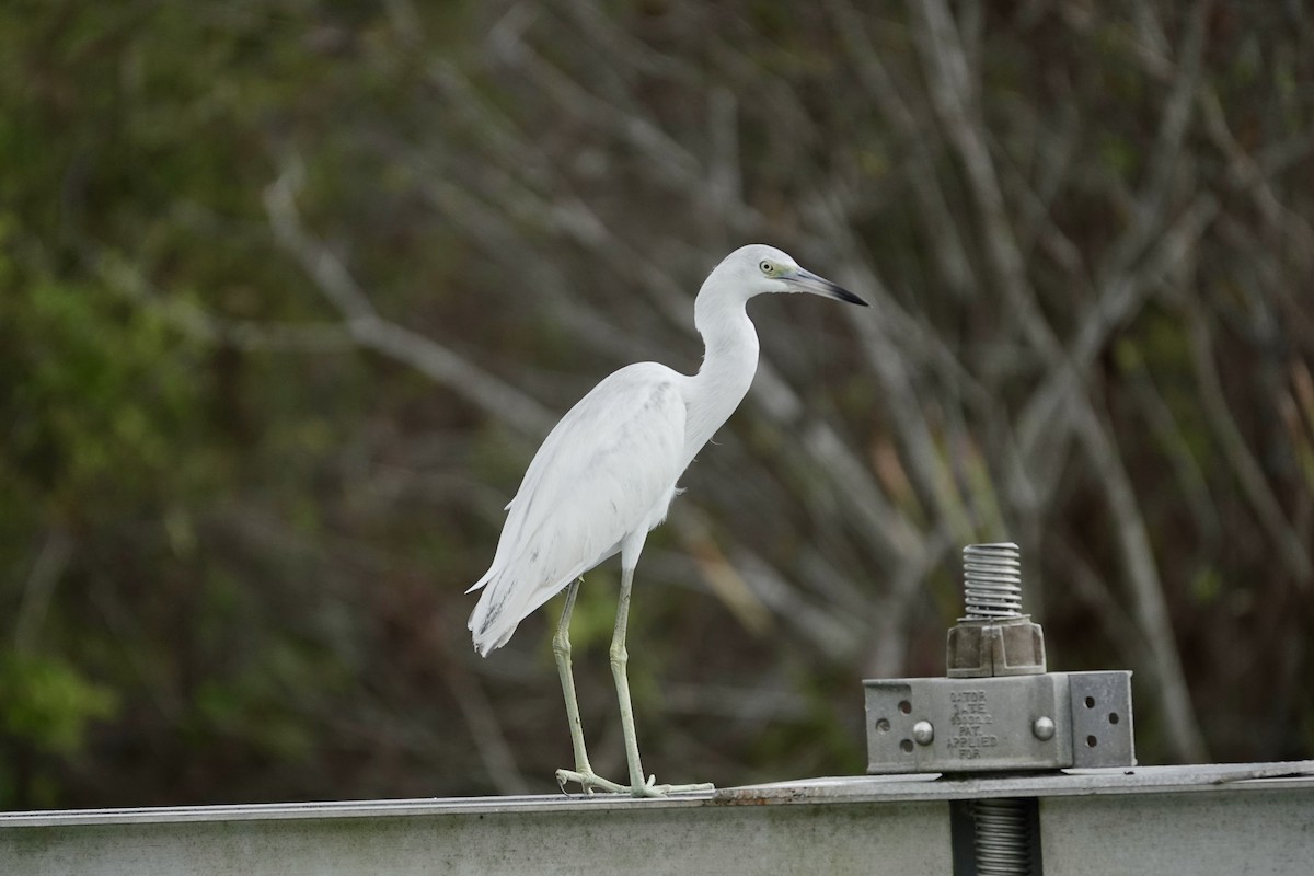 Little Blue Heron - ML643087835