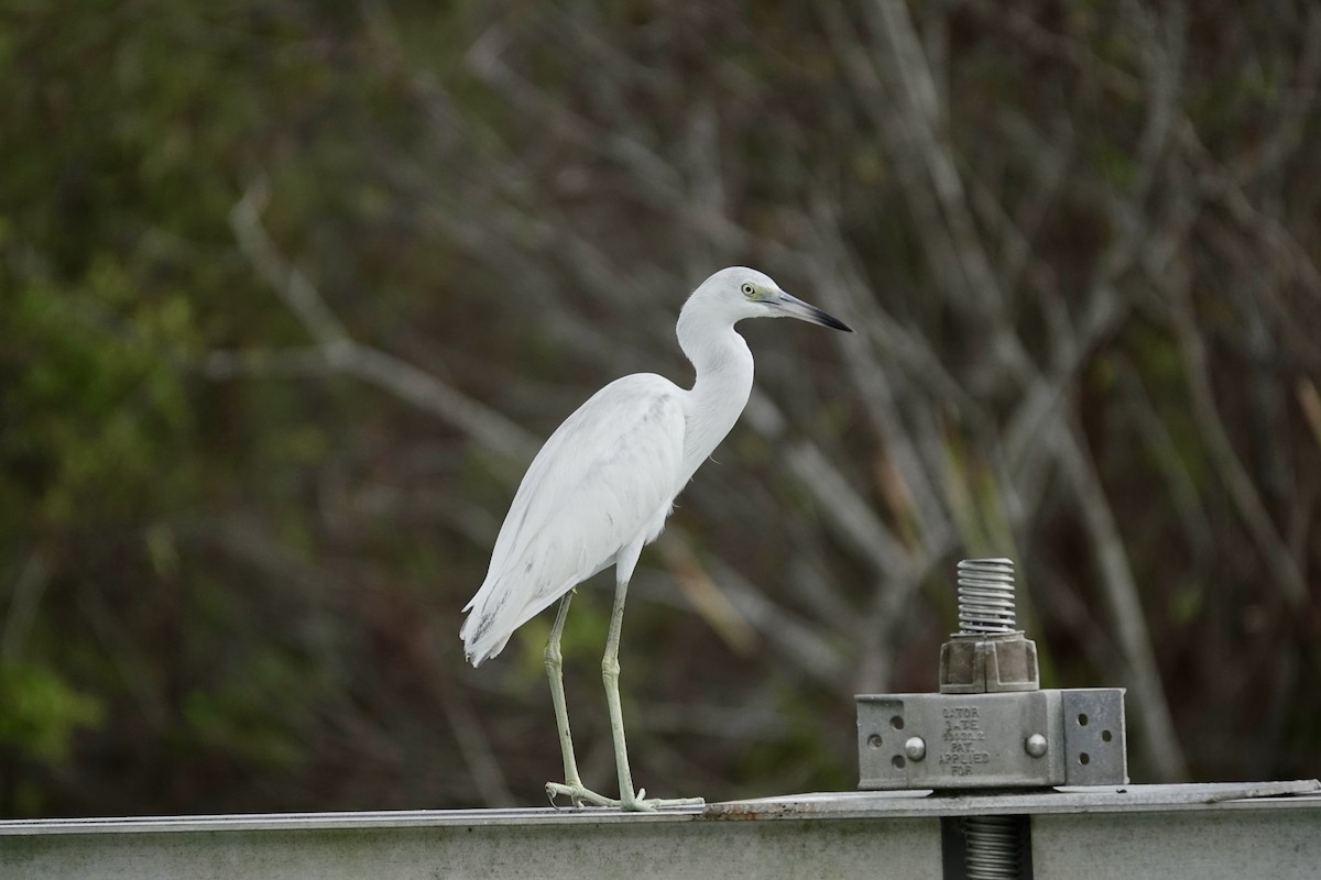 Little Blue Heron - ML643087836