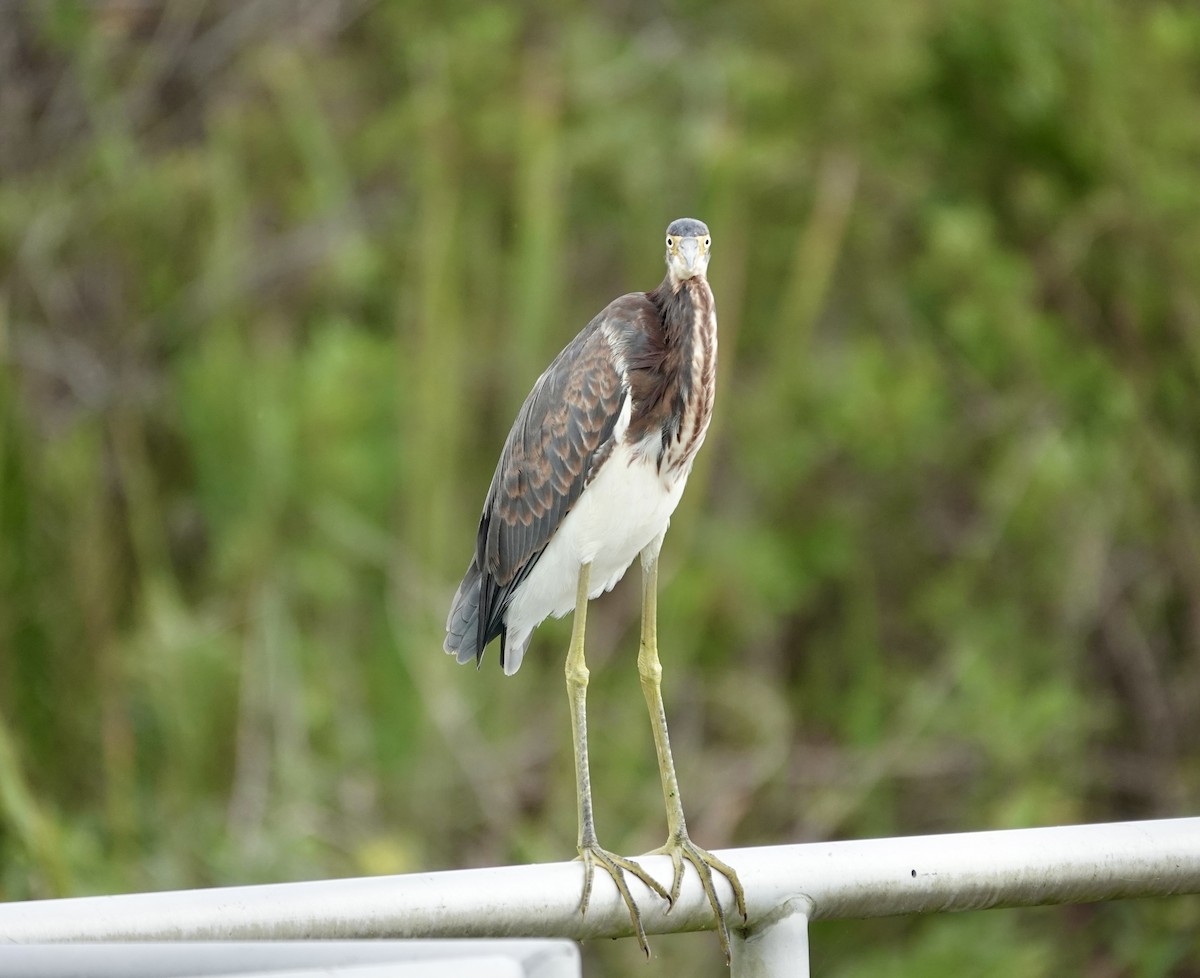 Tricolored Heron - ML643087849
