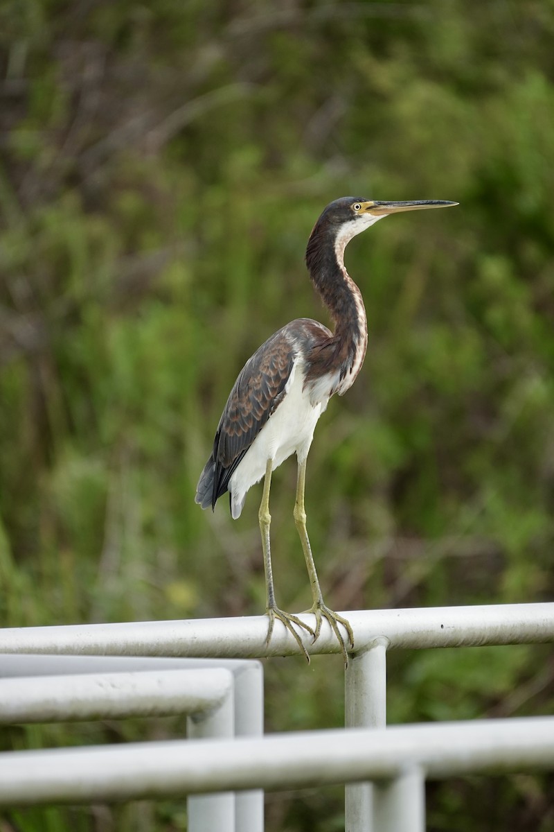 Tricolored Heron - ML643087850