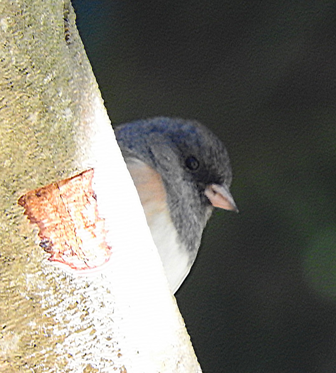 Dark-eyed Junco (Oregon) - ML643087851