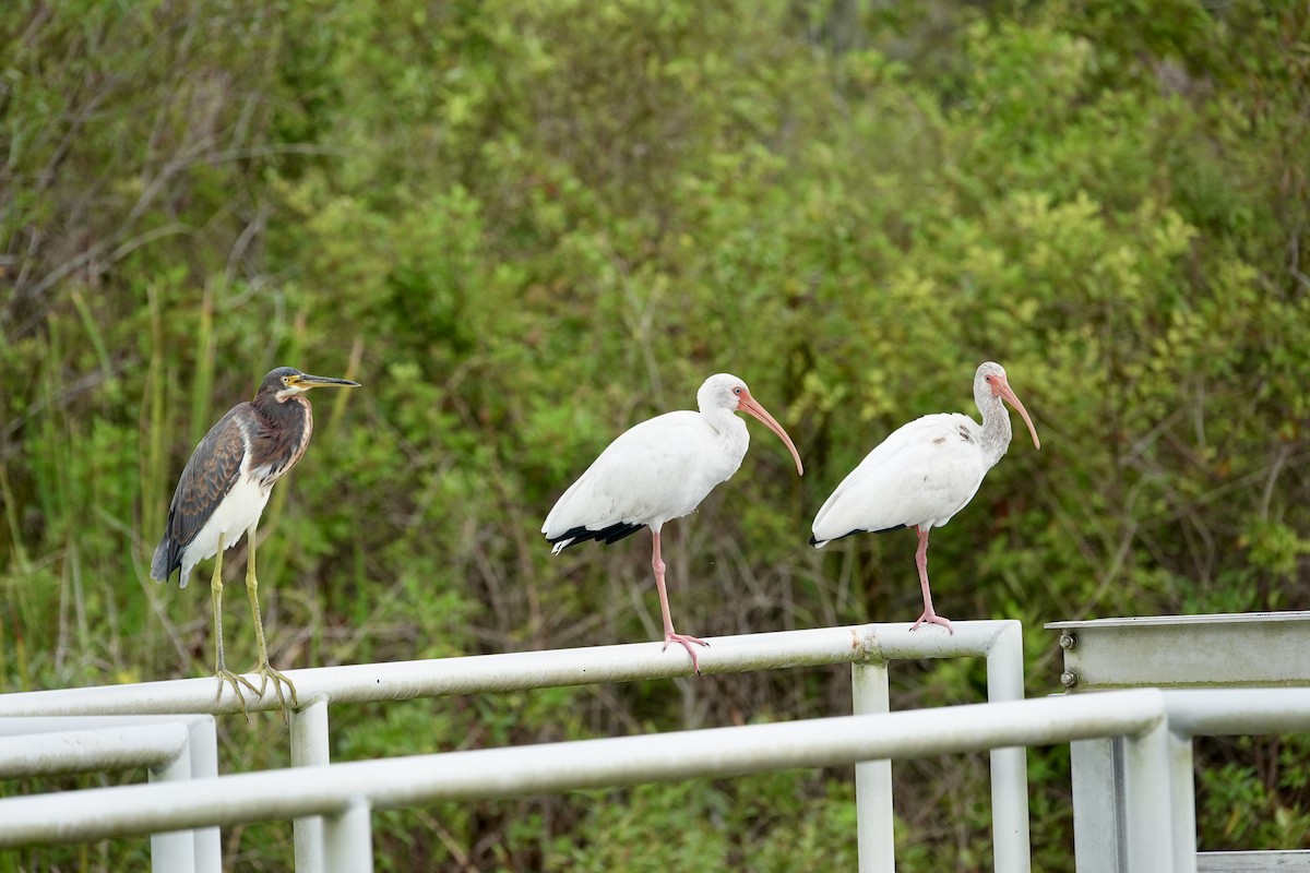 Tricolored Heron - ML643087852