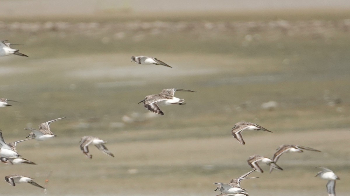 Curlew Sandpiper - ML643087853