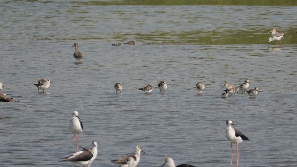 Curlew Sandpiper - ML643087854