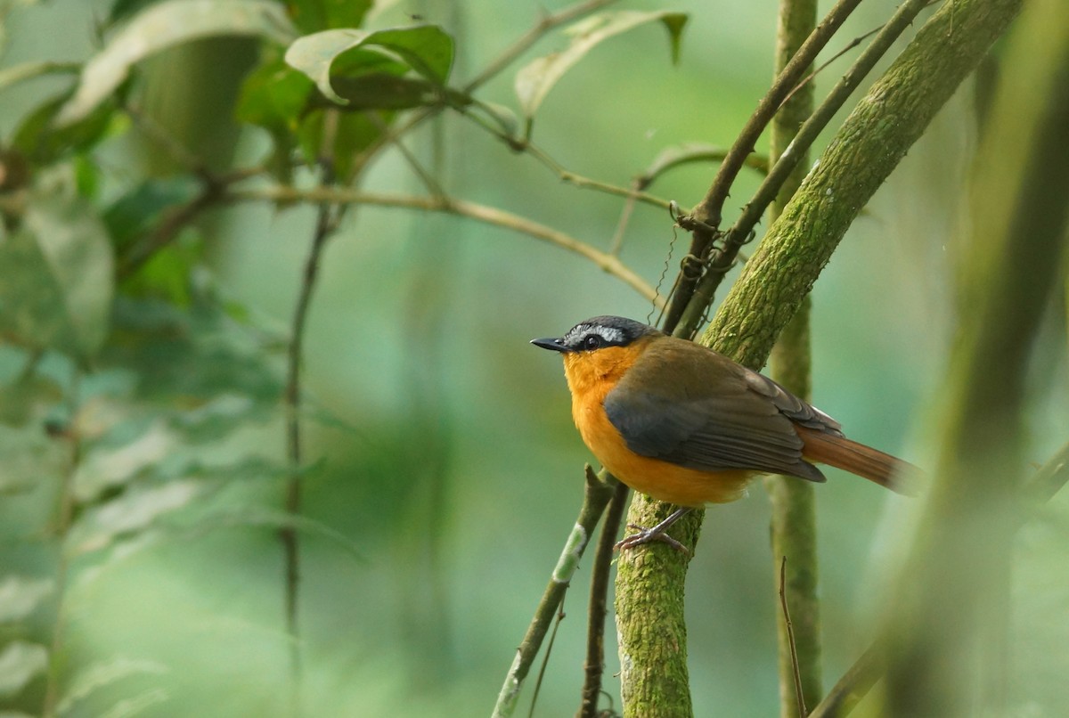 Gray-winged Robin-Chat - ML643087856